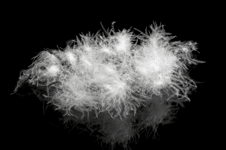 Ein Bündel weicher, weißer Daunenfedern, die an die Federn eines luxuriösen Daunenduvets erinnern, ist vor einem schwarzen Hintergrund isoliert und zeigt ihre zarte, flauschige Textur und die feinen, hauchdünnen Stränge, die sich nach außen ausbreiten.