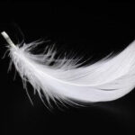 Eine einzelne weiße Feder, die an ein luxuriöses Daunenduvet erinnert, liegt vor einem glatten, schwarzen Hintergrund, der ihre zarten Widerhaken und ihre weiche, luftige Textur hervorhebt.