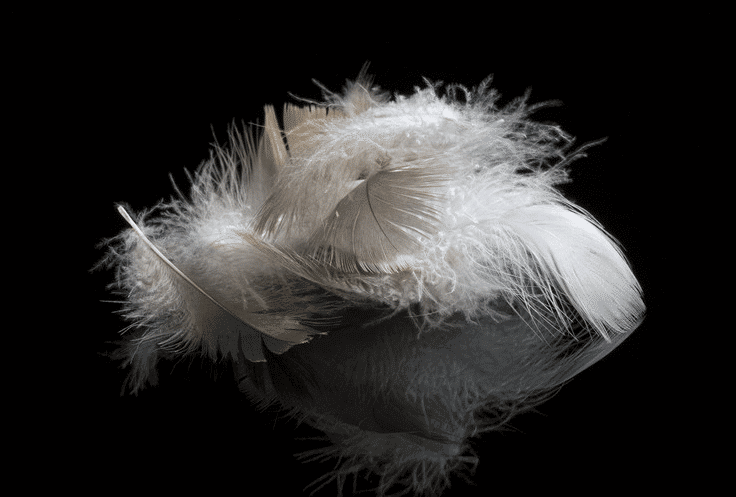 Ein zartes Büschel weißer Federn, das an ein luxuriöses Daunenduvet erinnert, ruht auf einer glänzenden schwarzen Oberfläche, unter der sich ein sanftes Spiegelbild bildet. Die Federn erscheinen leicht, luftig und sanft gekräuselt vor dem dunklen Hintergrund.