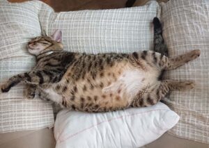 Eine getigerte Katze liegt mit ausgestreckten Beinen auf dem Rücken auf einer weißen Couch, so entspannt und bequem wie jemand, der sich auf einer Matratze für schwere Menschen ausruht, eingebettet in weiche, strukturierte Kissen.