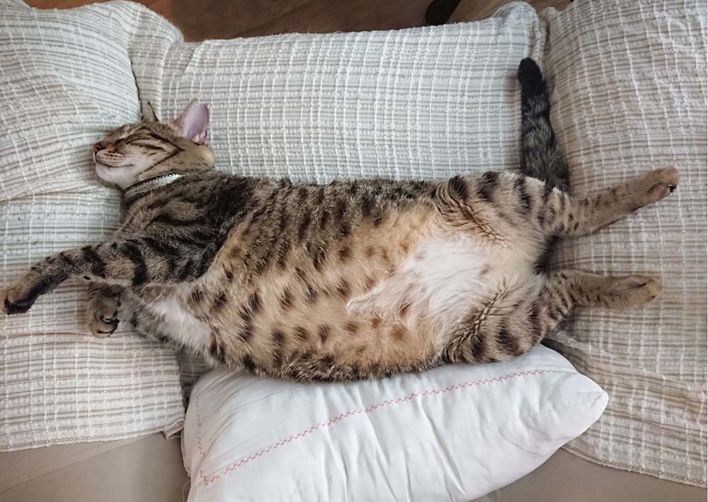 Eine getigerte Katze liegt mit ausgestreckten Beinen auf dem Rücken auf einer weißen Couch, so entspannt und bequem wie jemand, der sich auf einer Matratze für schwere Menschen ausruht, eingebettet in weiche, strukturierte Kissen.