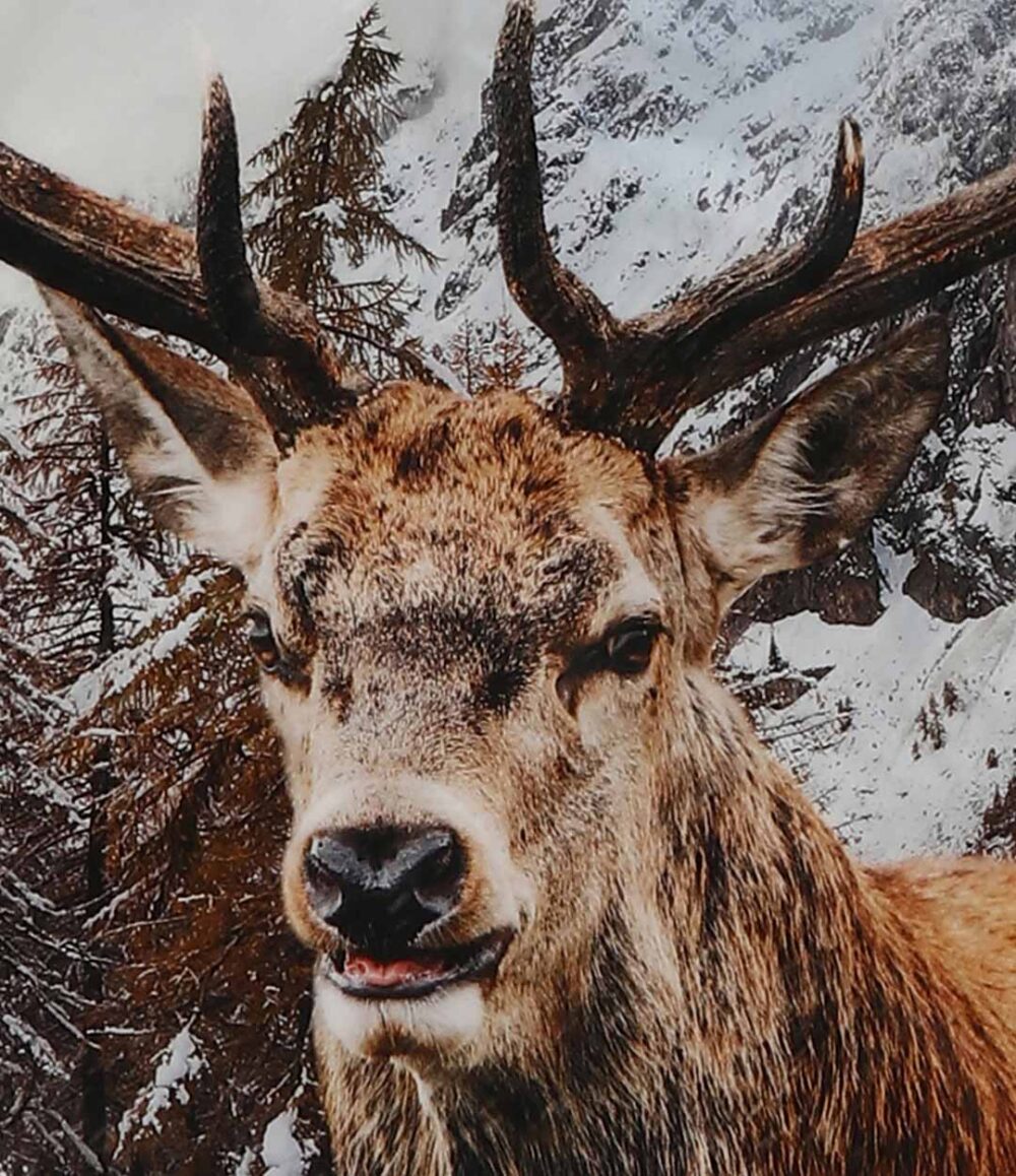 Ein majestätischer Hirsch mit großem Geweih steht vor schneebedeckten Bäumen und Bergen und blickt in die Ferne. Er fängt die wilde Schönheit ein, die die Kollektion Bettwäsche Eugen inspiriert.