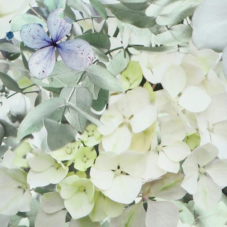 Ein Büschel hellweißer und hellgelber Hortensienblüten mit grünen Blättern, akzentuiert durch eine einzelne zarte hellviolette Blüte mit dunklen Sprenkeln nahe der oberen linken Seite.