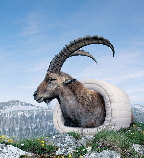 Auf einem grasbewachsenen, blumengesprenkelten Hügel mit felsigen Gipfeln und blauem Himmel im Hintergrund schlüpft eine Bergziege mit gebogenen Hörnern aus einem glatten Schlafsack, der in die Robusta Latexmatratze "Niesen" eingewickelt ist.